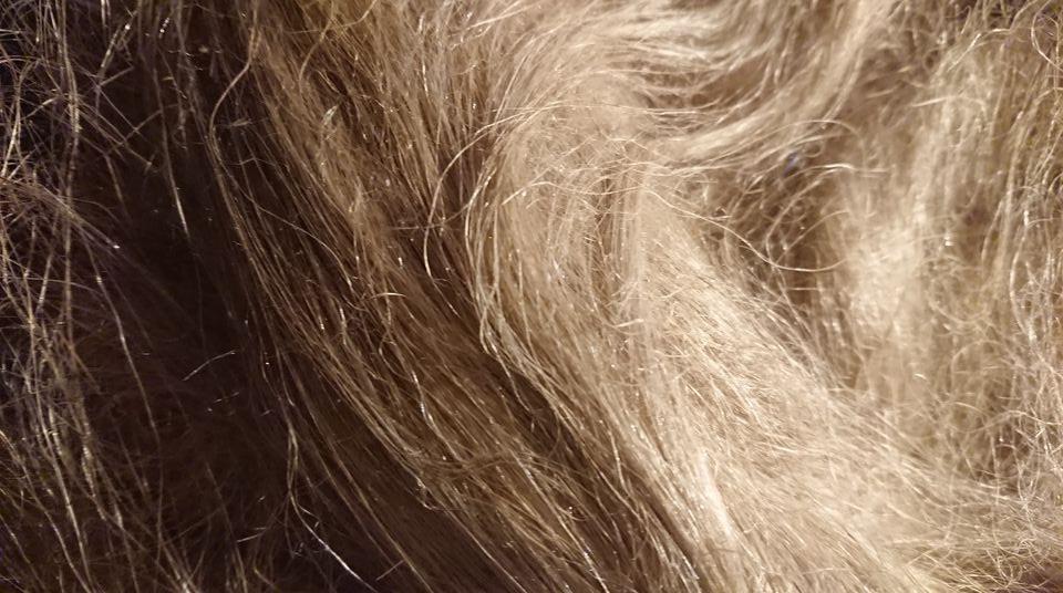 Häcklat lin. långa linfärgade fibrer liknar ett långt blont hårsvall