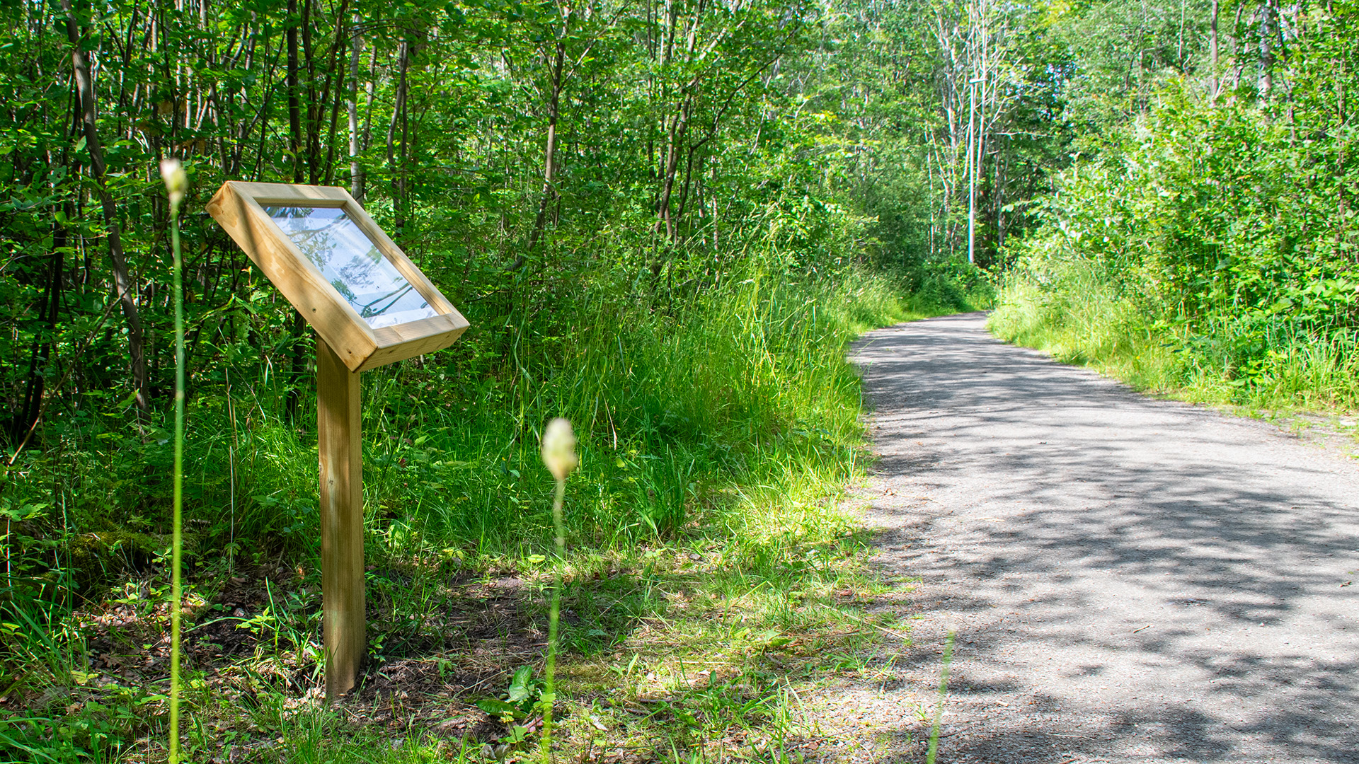 En av Sagopromenadens skyltar står vid stigens kant. Den är i lagom höjd för ett barn att läsa, i förgrunden finns raka grässtrån.