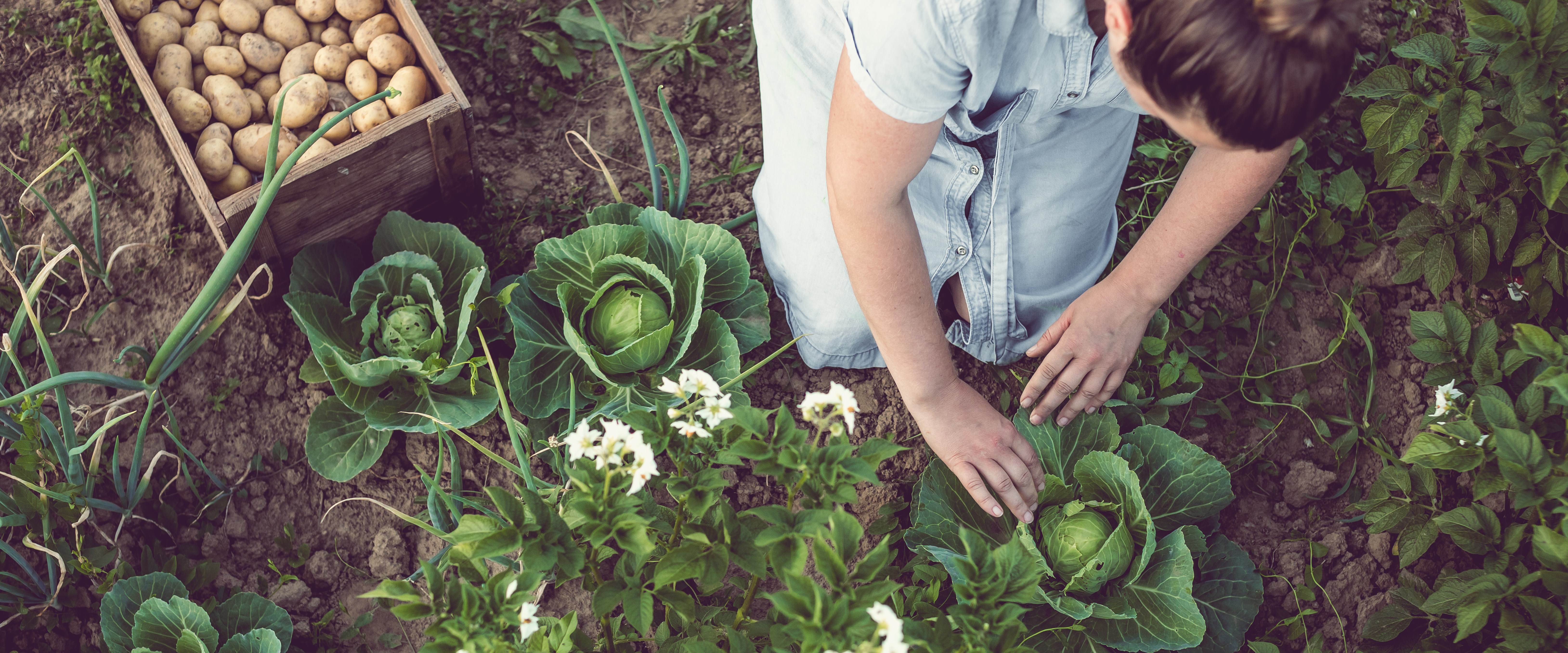Young Woman Working in a Home Grown Vegetable Garden
