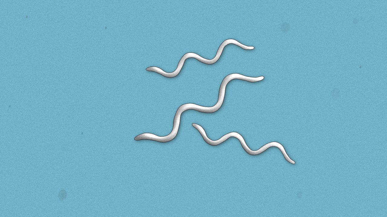 Bild på syfilis-virus