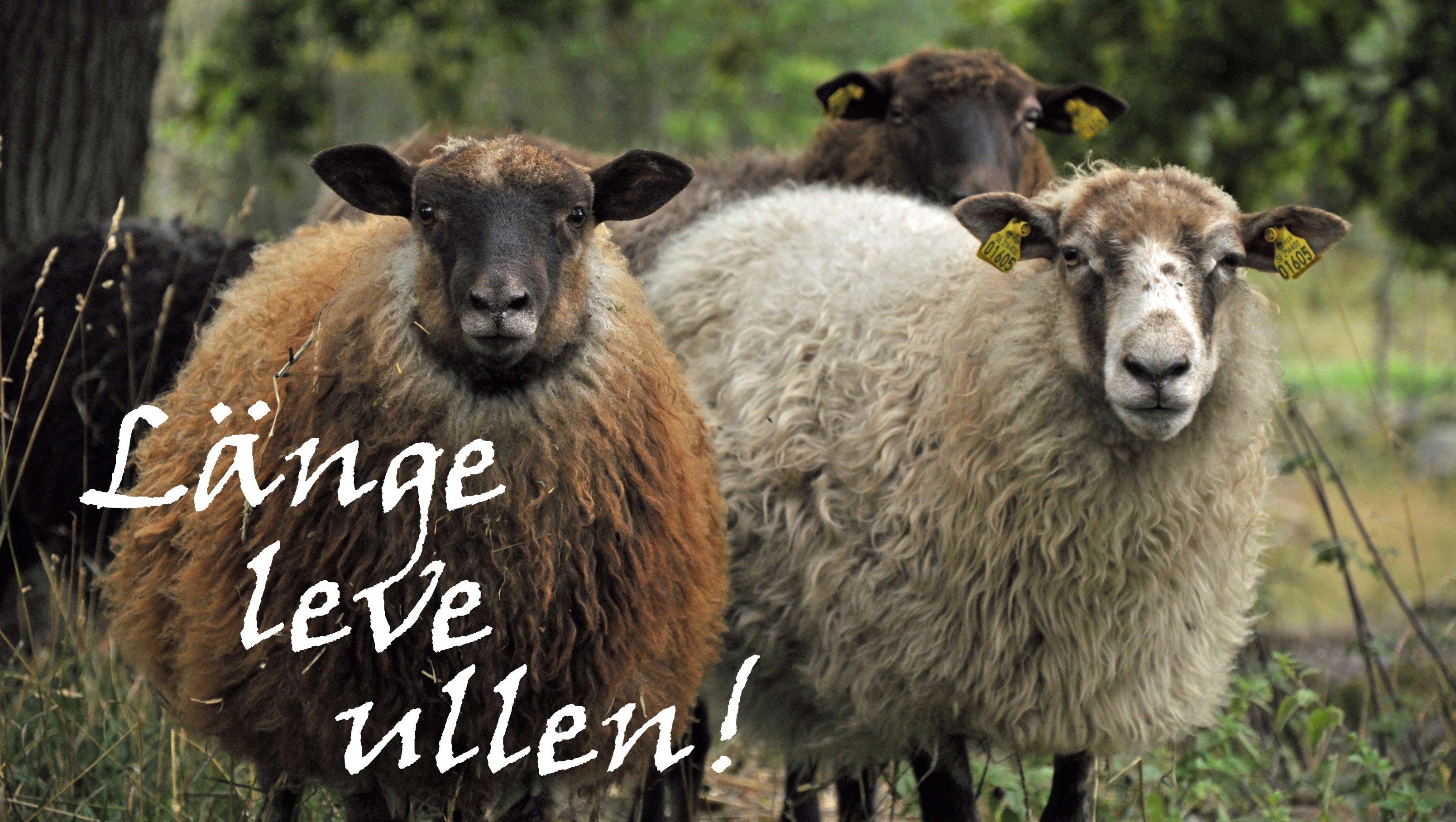 Får som tittar in i kameran